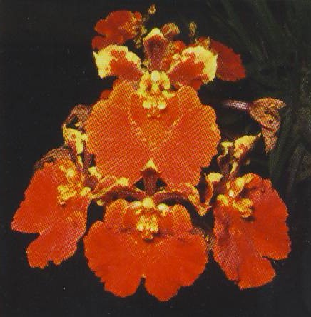 miniature 22 L Orchid Orchidee Tolumnia Jairak Flyer ‘Gules’ KOK-405 